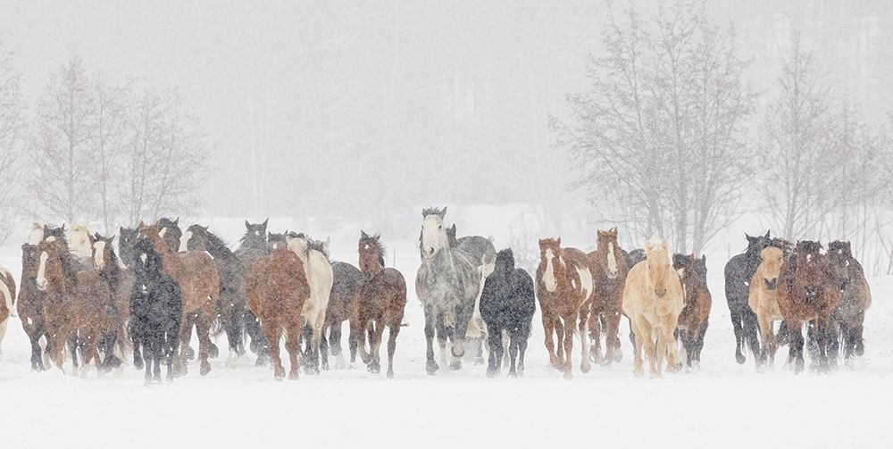 Large herd of horses during a horse roundup in winter-Kalispell-Montana art print by Adam Jones for $57.95 CAD